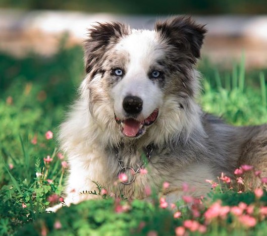 爱犬寄养的注意要点